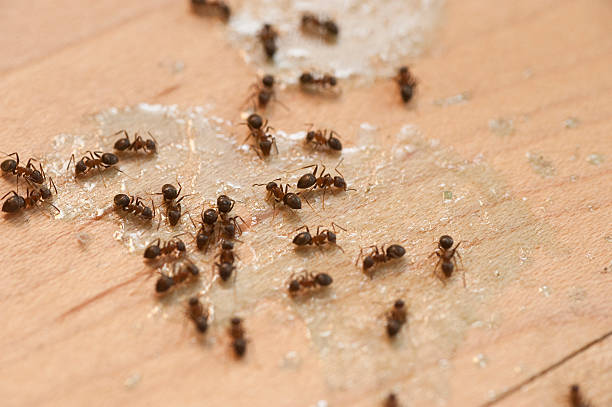 Best Best Pest Control Companies  in St Gabriel, LA